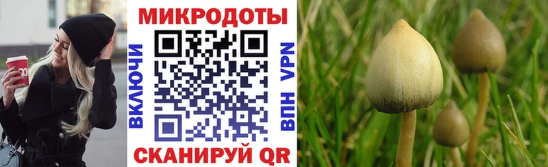 где купить Гусиноозёрск Псилоцибиновые грибы GOLDEN TEACHER